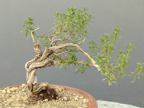 Bonsaïs thym - bonsaïs, de