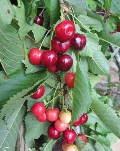 Cerisier cerise anglaise - 'cerise,