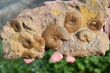 bloc d'ammonites Pleydelia + magnifique gastéropode du toarcien la Verpillière.