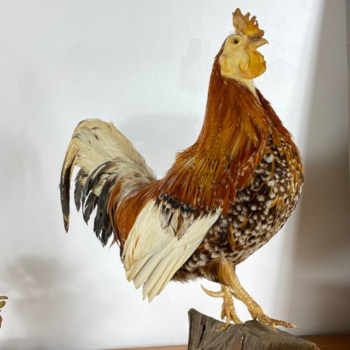 Coq naturalisé taxidermie