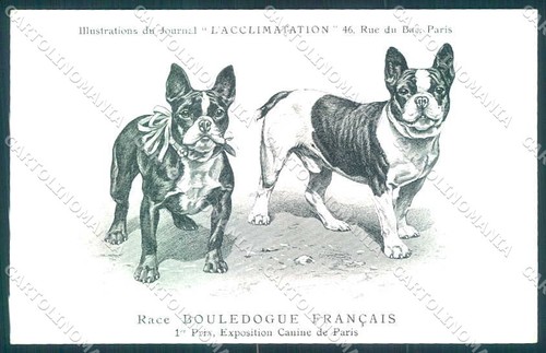 Animali dog cane - cane, french