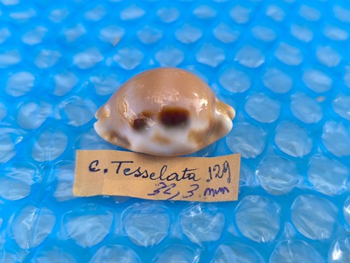 Luria tesselata mm - tesselata, 32,3