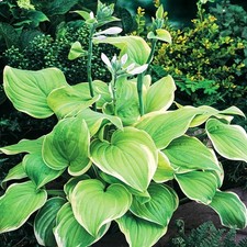 Hosta Tubercule Feuilles