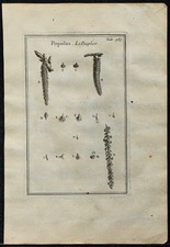 1719 - Peuplier (Populus) -