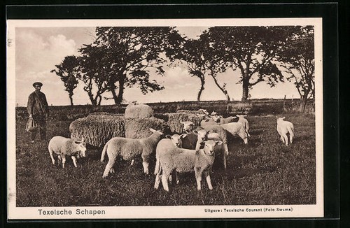 Texel moutons texels - texel,, texels,