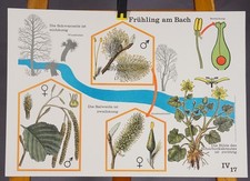 Poster Vintage Mural Wall Chart Print Trees and Flowers Spring by the Stream