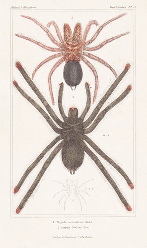 Mygale avicularia araignées - avicularia,