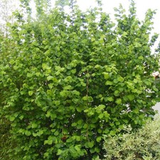 Corylus avellana - Coudrier -