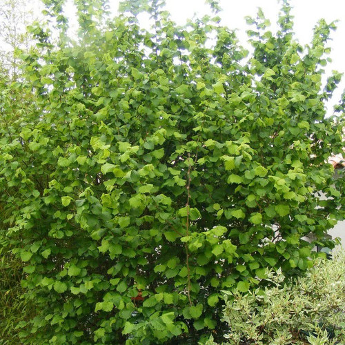 Corylus avellana coudrier - -,
