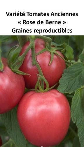 Graines récolte 2025 - 20,