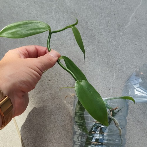 Orchidée vanille planifolia - vanille,