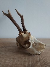 Deer skull decoration for cabinet of curiosities #2