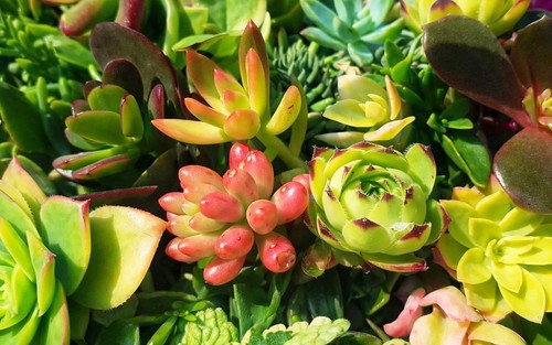 Plantes grasses - plantes, &