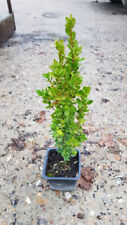 Buxus sempervirens 'Château' / Buis à bordures / Godet
