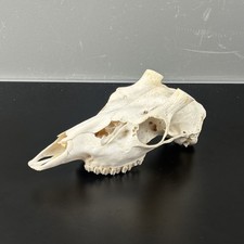 592KU Crane de cerf, bois de