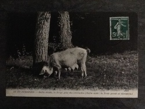 Perigord truie chercheuse - perigord,
