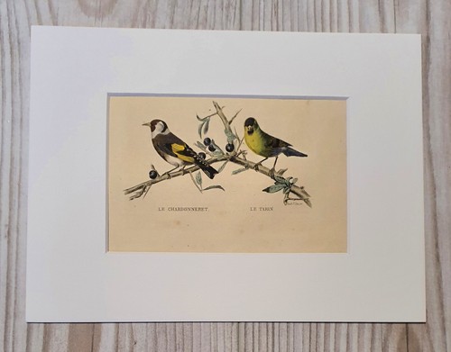 Gravure oiseau originale - d'oiseau,