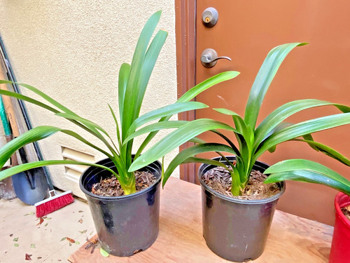 Live mature clivia - clivia, miniata