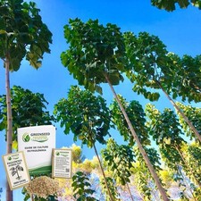 1000 Graines de Paulownia