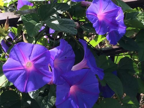Ipomoea indica plant - ipomoea,