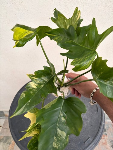 Philodendron florida mayoï - philodendron, x