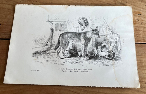 Gravure ancienne chien - gravure,