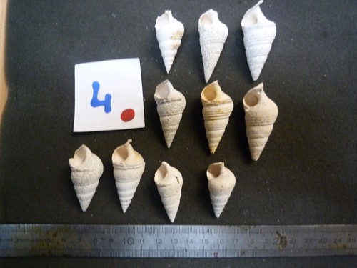 126 mesalia sulcata - sulcata,