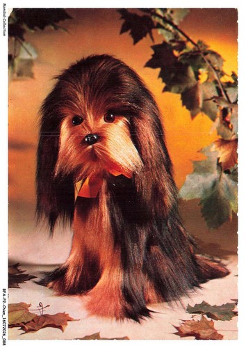 Bfap2 0119 chien lhassa apso - -,