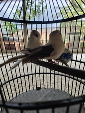 Jolie volière cage à oiseaux