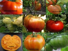 LOTS DE 5 SACHETS DE 20