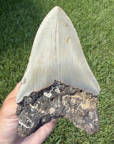 Natural megalodon - natural, 4.57”