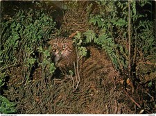 Carte Postale - Animaux -