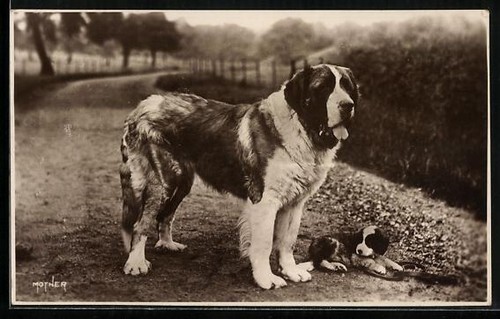 Saint bernard avec - saint-bernard, sur