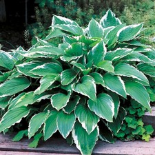 Hosta Tubercule Feuilles