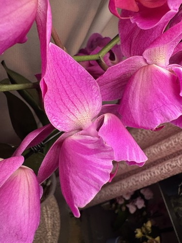 Rare phalaenopsis purple - phalaenopsis,