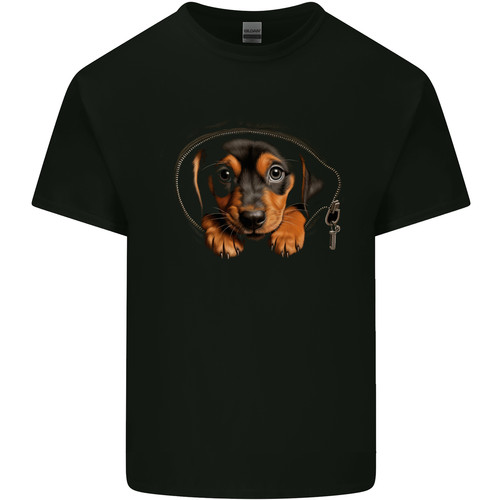 Chiot teckel dans un - chiot,