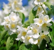 6 Boutures - Seringat - Jasmin