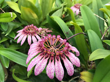 Bulbophyllum eberhardtii /