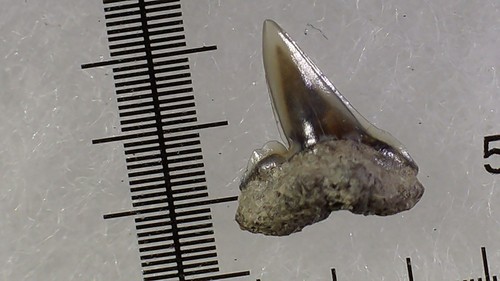 Shark tooth dent requin - dent,