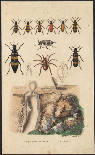 1839 gravure aquarellée - gravure,