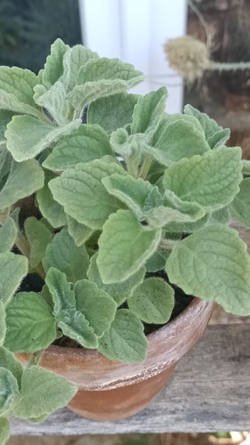 Plectranthus ernstii caudex - plectranthus,