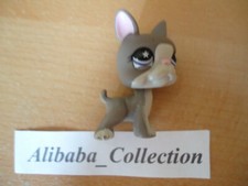 # Chien dog chiot puppy mini