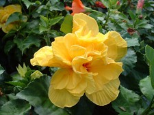 HIBISCUS KOENIG   lot de 2 pieds