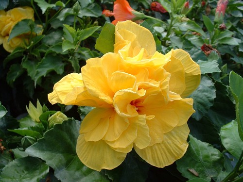 Hibiscus koenig lot de 2 - lot,