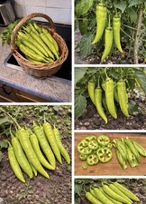 35 Graines Piment Charleston