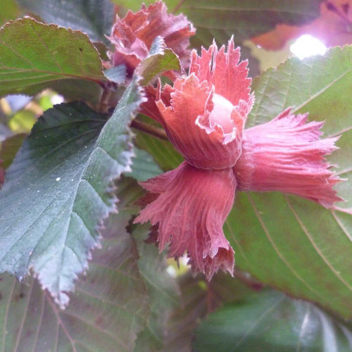 Corylus maxima purpurea - corylus,