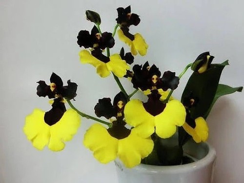 Oncidium varicosum baldin - varicosum, 'baldin'