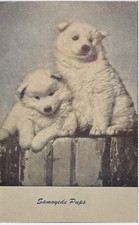 Postcard Samoyede Pups Standard Arts Unposted