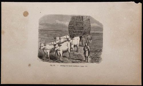 1860 attelage de bœufs - 1860,