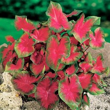 Caladium Tubercule coloré